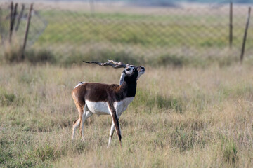 A male blackbuck walking among the high grass inside the grasslands of Black buck sanctuary in Tal Chappar, Rajasthan during a wildlife safari