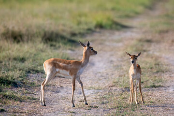 A mother and fawn grazing inside the grasslands of Blackbuck sanctuary during a wildlife safari