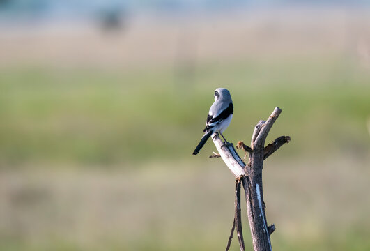 A great gray shrike perched on top of a thorny bush inside Jorbeer conservation area during a birding trip 