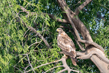 A booted eagle perched on top of tree inside Tal chappar Blackbuck sanctuary during a wildlife safari