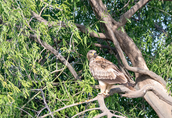 A booted eagle perched on top of tree inside Tal chappar Blackbuck sanctuary during a wildlife safari