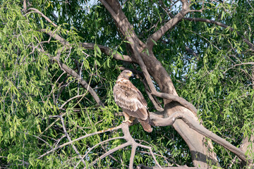 A booted eagle perched on top of tree inside Tal chappar Blackbuck sanctuary during a wildlife safari