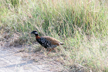 A black francolin walking among the tall grass in the grasslands of Tal chappar black buck sanctuary during a wildlife safari
