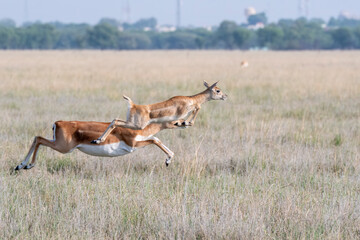 A mother and baby fawn running in synch with jumping motion in the grasslands inside Blackbuck Sanctury in Tal Chappar, Rajasthan during a wildlife safari