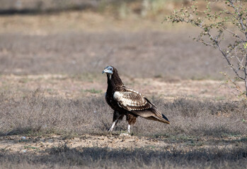 Egyptian vultures are the scavengers who helps in keeping the ecosystem clean by feeding on carcass. this was photographed in Jorbeer Conservation area and in its carcass dump yard