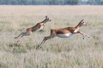 A mother and baby fawn running in synch with jumping motion in the grasslands inside Blackbuck Sanctury in Tal Chappar, Rajasthan during a wildlife safari