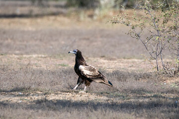 Egyptian vultures are the scavengers who helps in keeping the ecosystem clean by feeding on carcass. this was photographed in Jorbeer Conservation area and in its carcass dump yard