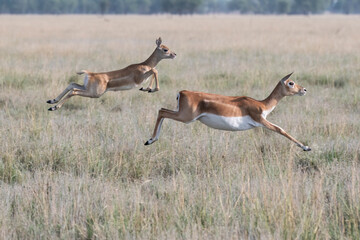 A mother and baby fawn running in synch with jumping motion in the grasslands inside Blackbuck...