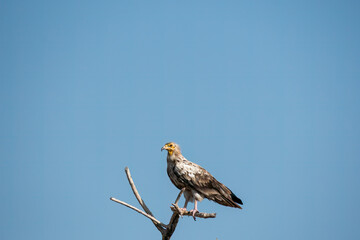 Egyptian vultures are the scavengers who helps in keeping the ecosystem clean by feeding on carcass. this was photographed in Jorbeer Conservation area and in its carcass dump yard