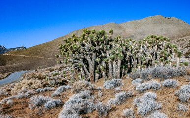 Joshua tree, palm tree yucca (Yucca brevifolia), thickets of yucca and other drought-resistant...