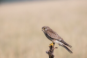 A common Kestrel sitting on top of a tree with the background of grassland inside Tal Chappar, Rajasthan during a wildlife drive inside the sanctuary