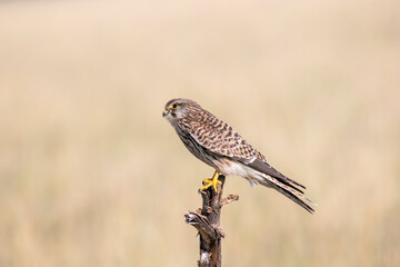 A common Kestrel sitting on top of a tree with the background of grassland inside Tal Chappar, Rajasthan during a wildlife drive inside the sanctuary