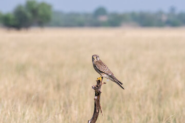A common Kestrel sitting on top of a tree with the background of grassland inside Tal Chappar, Rajasthan during a wildlife drive inside the sanctuary