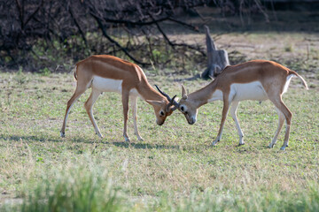 Two juvenile Blackbuck mock fighting in the grasslands inside Blackbuck Sanctury in Tal Chappar, Rajasthan during a wildlife safari