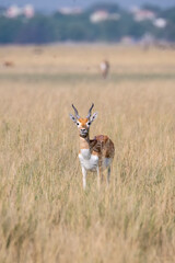 A Blackbuck grazing in the grasslands inside Blackbuck Sanctury in Tal Chappar, Rajasthan during a wildlife safari