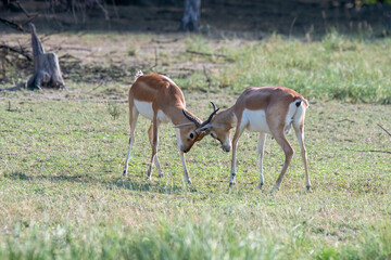 Two juvenile Blackbuck mock fighting in the grasslands inside Blackbuck Sanctury in Tal Chappar, Rajasthan during a wildlife safari
