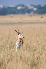 A Blackbuck grazing in the grasslands inside Blackbuck Sanctury in Tal Chappar, Rajasthan during a wildlife safari