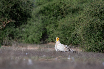 Egyptian vultures are the scavengers who helps in keeping the ecosystem clean by feeding on carcass. this was photographed in Jorbeer Conservation area and in its carcass dump yard