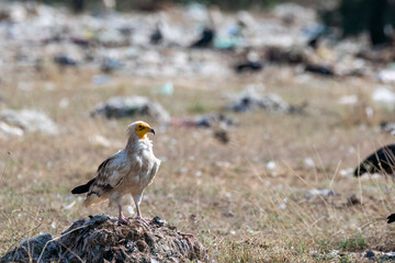 Egyptian vultures are the scavengers who helps in keeping the ecosystem clean by feeding on carcass. this was photographed in Jorbeer Conservation area and in its carcass dump yard