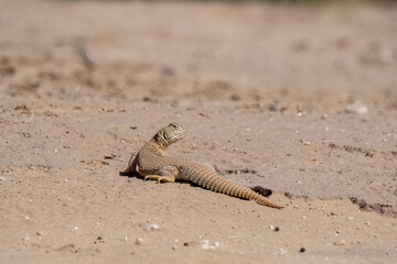 Spiny-tailed lizards appear on the surface only during early winters and spends most of its time underground on the outskirts Bikaner, Rajasthan during a wildlife safari