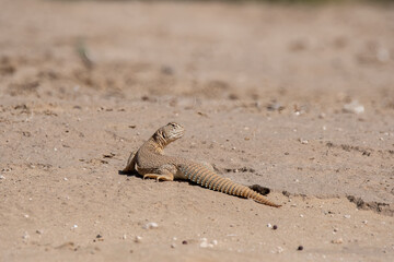 Spiny-tailed lizards appear on the surface only during early winters and spends most of its time...