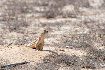 Spiny-tailed lizards appear on the surface only during early winters and spends most of its time...