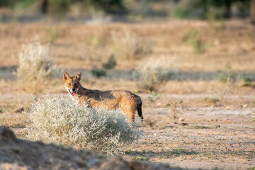 An Indian jackal wondering around in the desert on the outskirts of Bikaner city in Rajasthan during a birding trip in the area