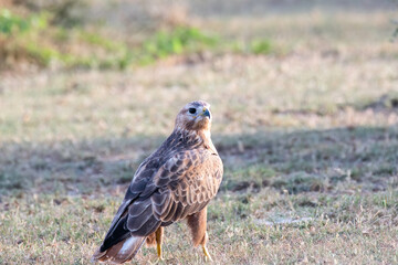 A long-legged buzzard hunting and feeding on spiny tailed lizard in the open grasslands of Tal...