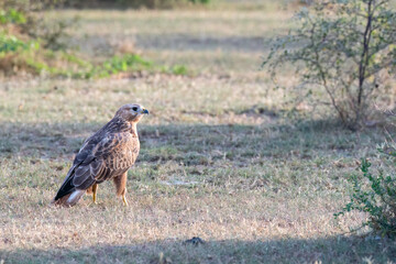 A long-legged buzzard hunting and feeding on spiny tailed lizard in the open grasslands of Tal chappar Blackbuck sanctuary during a wildlife safari