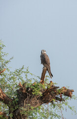 A laggar falcon perched on top of a tree in the grasslands of tal chappar blackbuck sanctuary during a wildlife safari