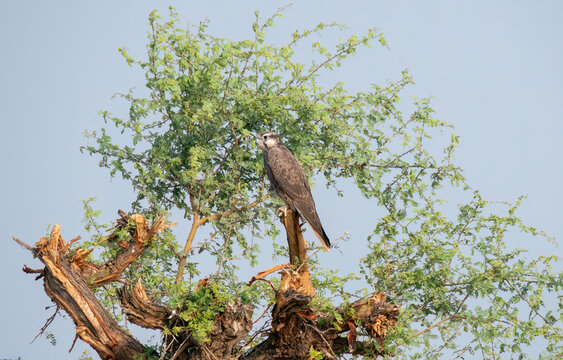 A laggar falcon perched on top of a tree in the grasslands of tal chappar blackbuck sanctuary during a wildlife safari