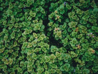 The image shows a close-up view of a dense, green leafy plant. The leaves are small and have a...