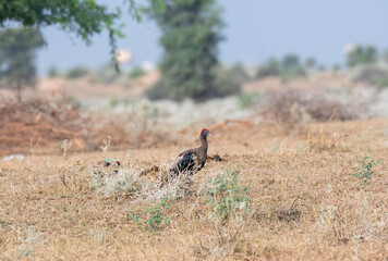 Red-Naped Ibis grazing and feeding on the ground in the outskirts of Bikaner, Rajasthan during a wildlife safari
