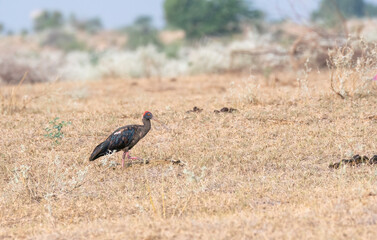 Red-Naped Ibis grazing and feeding on the ground in the outskirts of Bikaner, Rajasthan during a wildlife safari