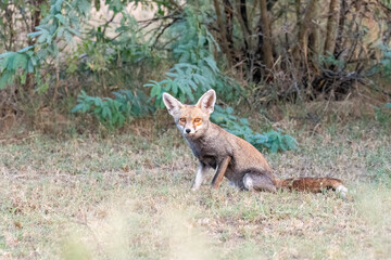 Indian Desert fox resting in the shade of a bush inside Tal chappar blackbuck sanctuary during a wildlife safari