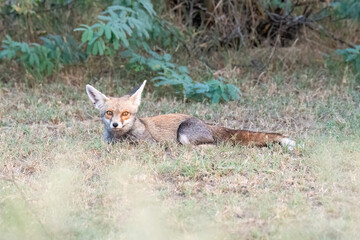 Indian Desert fox resting in the shade of a bush inside Tal chappar blackbuck sanctuary during a wildlife safari