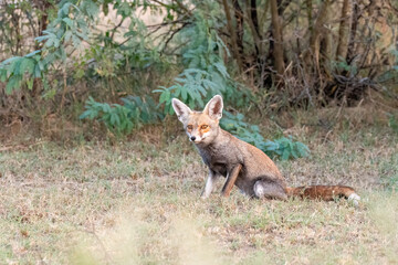 Indian Desert fox resting in the shade of a bush inside Tal chappar blackbuck sanctuary during a wildlife safari