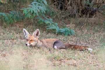 Indian Desert fox resting in the shade of a bush inside Tal chappar blackbuck sanctuary during a wildlife safari