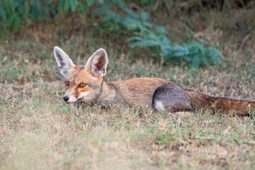 Indian Desert fox resting in the shade of a bush inside Tal chappar blackbuck sanctuary during a wildlife safari