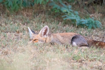 Indian Desert fox resting in the shade of a bush inside Tal chappar blackbuck sanctuary during a wildlife safari