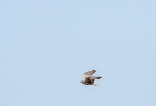 A laggar falcon flying chasing another partner in clear sky on the outskirts of Jorbeer conservation area during a wildlife safari
