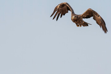 A tawny eagle taking off from a perch inside Jorbeer Conservation area on the outskirts of Bikaner, Rajasthan