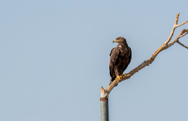 A tawny eagle taking off from a perch inside Jorbeer Conservation area on the outskirts of Bikaner, Rajasthan