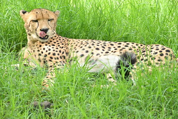 The cheetah is lying in the green grass.