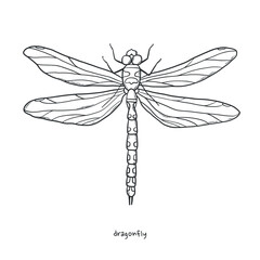 Dragonfly drawing, sketch for prints, cards, sublimation, nails design, posters, coloring pages, etc. Monochrome insect illustration. EPS 10