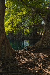 Beautiful lake of Camecuaro Michoacán, Mexico, with its amazing turquoise waters, where the roots of the ahuehuete trees reach the lagoon, and the sun's rays pass through the branches of the trees.