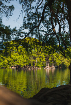 Ahuehuete Images – Browse 372 Stock Photos, Vectors, and Video | Adobe ...