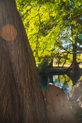 Beautiful lake of Camecuaro Michoacán, Mexico, with its amazing turquoise waters, where the roots of the ahuehuete trees reach the lagoon, and the sun's rays pass through the branches of the trees.
