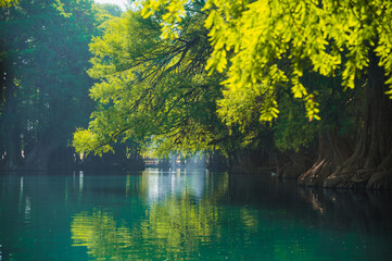 Beautiful lake of Camecuaro Michoacán, Mexico, with its amazing turquoise waters, where the roots of the ahuehuete trees reach the lagoon, and the sun's rays pass through the branches of the trees.