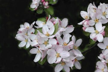 Apfelbaum in Blüte Detailansicht